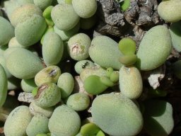 Portulacaria pygmaea ant on the green